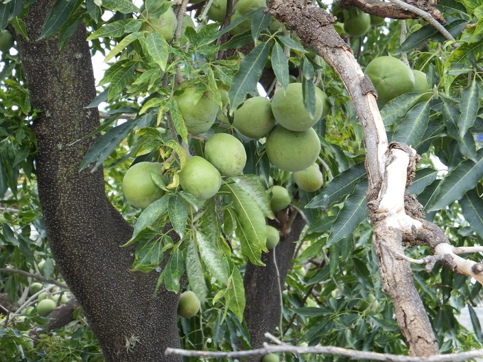 Casimiroa edulis