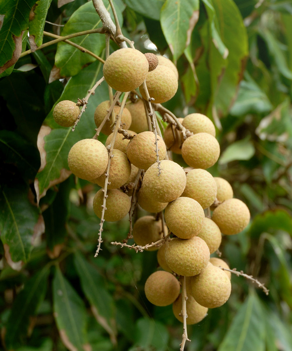 Dimocarpus longan