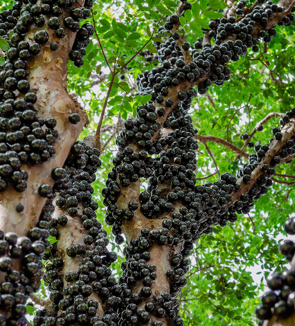 Jaboticaba oipirinha