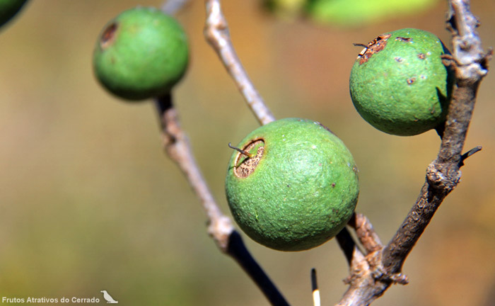 Mouriri elliptica
